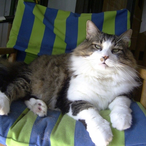 catzplanet